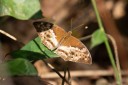 Filename=190205_gh_atewa_121.jpg
Filesize=465KiB
Dimensions=1920x1280
Date added=Apr 16, 2019 190205_gh_atewa_121.jpg