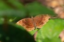 Filename=190205_gh_atewa_125.jpg
Filesize=381KiB
Dimensions=1920x1280
Date added=Apr 16, 2019 190205_gh_atewa_125.jpg