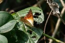 Filename=190205_gh_atewa_142.jpg
Filesize=447KiB
Dimensions=1920x1280
Date added=Apr 15, 2019 190205_gh_atewa_142.jpg