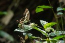 Filename=190205_gh_atewa_143.jpg
Filesize=432KiB
Dimensions=1920x1280
Date added=Apr 15, 2019 190205_gh_atewa_143.jpg