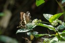 Filename=190205_gh_atewa_144.jpg
Filesize=547KiB
Dimensions=1920x1280
Date added=Apr 15, 2019 190205_gh_atewa_144.jpg