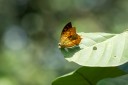Filename=190205_gh_atewa_145.jpg
Filesize=443KiB
Dimensions=1920x1280
Date added=Apr 15, 2019 190205_gh_atewa_145.jpg