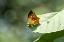 Filename=190205_gh_atewa_146.jpg
Filesize=497KiB
Dimensions=1920x1280
Date added=Apr 15, 2019 190205_gh_atewa_146.jpg