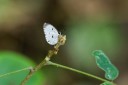 Filename=190205_gh_atewa_152.jpg
Filesize=696KiB
Dimensions=1920x1280
Date added=Apr 15, 2019 190205_gh_atewa_152.jpg