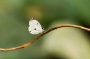 Filename=190205_gh_atewa_153.jpg
Filesize=824KiB
Dimensions=1920x1280
Date added=Apr 15, 2019 190205_gh_atewa_153.jpg