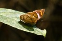 Filename=190205_gh_atewa_155.jpg
Filesize=454KiB
Dimensions=1920x1280
Date added=Apr 16, 2019 190205_gh_atewa_155.jpg