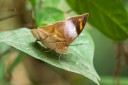 Filename=190205_gh_atewa_156.jpg
Filesize=506KiB
Dimensions=1920x1280
Date added=Apr 16, 2019 190205_gh_atewa_156.jpg