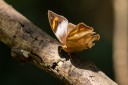 Filename=190205_gh_atewa_158.jpg
Filesize=477KiB
Dimensions=1920x1280
Date added=Apr 16, 2019 190205_gh_atewa_158.jpg