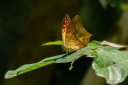 Filename=190205_gh_atewa_194.jpg
Filesize=418KiB
Dimensions=1920x1280
Date added=Apr 15, 2019 190205_gh_atewa_194.jpg