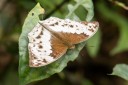 Filename=190205_gh_atewa_207.jpg
Filesize=521KiB
Dimensions=1920x1280
Date added=Apr 16, 2019 190205_gh_atewa_207.jpg