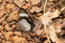 Filename=190205_gh_atewa_208.jpg
Filesize=796KiB
Dimensions=1920x1280
Date added=Apr 16, 2019 190205_gh_atewa_208.jpg
