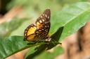 Filename=190205_gh_atewa_215.jpg
Filesize=366KiB
Dimensions=1920x1280
Date added=Apr 17, 2019 190205_gh_atewa_215.jpg