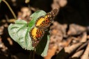 Filename=190205_gh_atewa_217.jpg
Filesize=434KiB
Dimensions=1920x1280
Date added=Apr 17, 2019 190205_gh_atewa_217.jpg