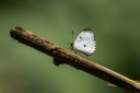 Filename=190205_gh_atewa_242.jpg
Filesize=524KiB
Dimensions=1920x1280
Date added=Apr 15, 2019 190205_gh_atewa_242.jpg