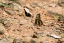 Filename=190205_gh_atewa_252.jpg
Filesize=873KiB
Dimensions=1920x1280
Date added=Apr 15, 2019 190205_gh_atewa_252.jpg