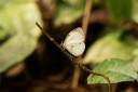 Filename=190205_gh_atewa_271.jpg
Filesize=751KiB
Dimensions=1920x1280
Date added=Apr 15, 2019 190205_gh_atewa_271.jpg