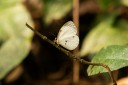 Filename=190205_gh_atewa_272.jpg
Filesize=776KiB
Dimensions=1920x1280
Date added=Apr 15, 2019 190205_gh_atewa_272.jpg