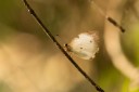 Filename=190205_gh_atewa_273.jpg
Filesize=686KiB
Dimensions=1920x1280
Date added=Apr 15, 2019 190205_gh_atewa_273.jpg