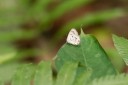 Filename=190205_gh_atewa_285.jpg
Filesize=729KiB
Dimensions=1920x1280
Date added=Apr 15, 2019 190205_gh_atewa_285.jpg