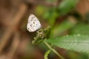 Filename=190205_gh_atewa_286.jpg
Filesize=746KiB
Dimensions=1920x1280
Date added=Apr 15, 2019 190205_gh_atewa_286.jpg