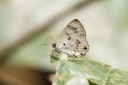 Filename=190205_gh_atewa_288.jpg
Filesize=609KiB
Dimensions=1920x1280
Date added=Apr 15, 2019 190205_gh_atewa_288.jpg