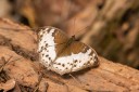 Filename=190205_gh_atewa_292.jpg
Filesize=541KiB
Dimensions=1920x1280
Date added=Apr 16, 2019 190205_gh_atewa_292.jpg