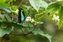 Filename=190205_gh_atewa_297.jpg
Filesize=757KiB
Dimensions=1920x1280
Date added=Apr 15, 2019 190205_gh_atewa_297.jpg
