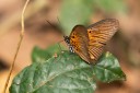 Filename=190205_gh_atewa_308.jpg
Filesize=790KiB
Dimensions=1920x1280
Date added=Apr 17, 2019 190205_gh_atewa_308.jpg