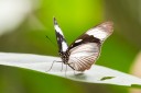 Filename=190205_gh_atewa_314.jpg
Filesize=506KiB
Dimensions=1920x1280
Date added=Apr 16, 2019 190205_gh_atewa_314.jpg