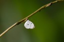 Filename=190205_gh_atewa_319.jpg
Filesize=618KiB
Dimensions=1920x1280
Date added=Apr 15, 2019 190205_gh_atewa_319.jpg