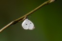 Filename=190205_gh_atewa_320.jpg
Filesize=506KiB
Dimensions=1920x1280
Date added=Apr 15, 2019 190205_gh_atewa_320.jpg