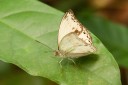 Filename=190205_gh_atewa_331.jpg
Filesize=746KiB
Dimensions=1920x1280
Date added=Apr 17, 2019 190205_gh_atewa_331.jpg