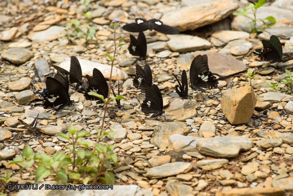 Butterfly gathering around stream-bank
